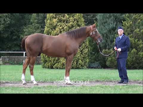 ogier Exaltation (IRE) 1998 (Rainbow Quest - Carnival Spirit), SK Krasne, 27.09.2018