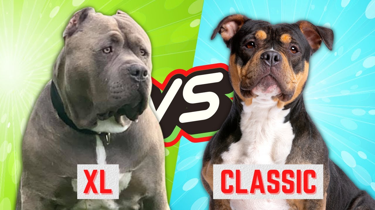 American Bully XL Vs American Bully Classic: quelles sont les différences