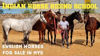 thoro bred horses for sale in Hyderabad | English horse available in Indian horse riding school hyd