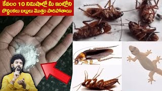 10 నిమిషాల్లో మీ ఇంట్లోని బొద్దింకలు బల్లులు మొత్తం పారిపోతాయి.. | Get Rid of Cockroaches & Lizards