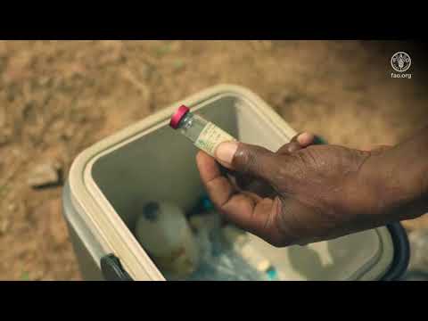 Anticipatory Action: Safeguarding livelihoods northeast Nigeria