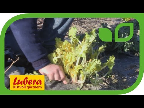 Verfrühter Meerkohl - Renaissance einer uralten Staude