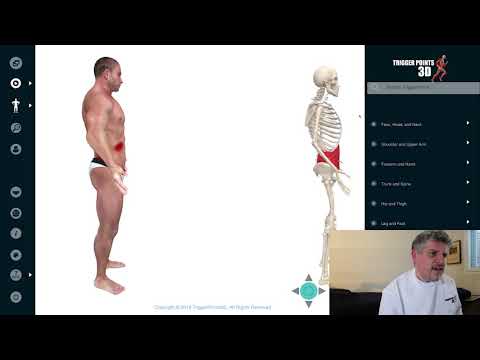 External Internal Oblique and Rectus Abdominis - Trigger Point of the Week