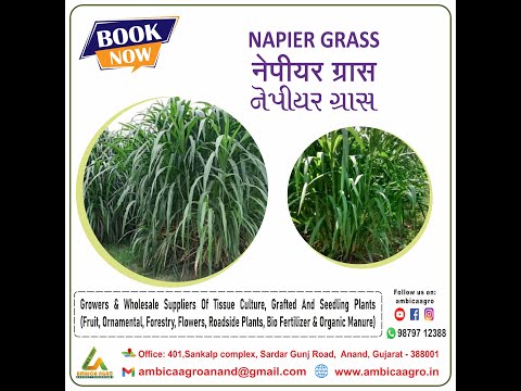 SUPER NAIPER GRASS