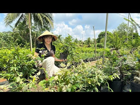 Mai Vàng Chơi Tết Đế củ nở Siêu Bông Bình Lợi Mua 2 Tặng 1 ☎️ 0353832312 Nhi ☎️🛑