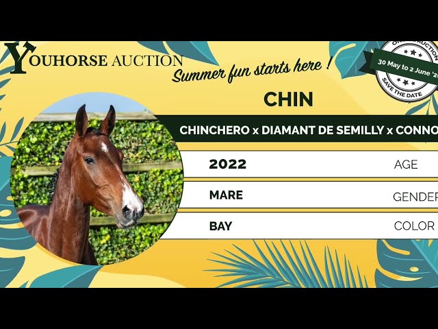 Chin under the saddle