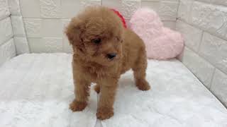 トイプードルの動画01