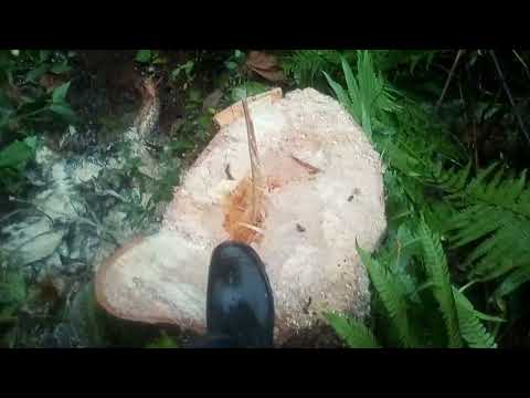 Gershon Landscaping Services (3)