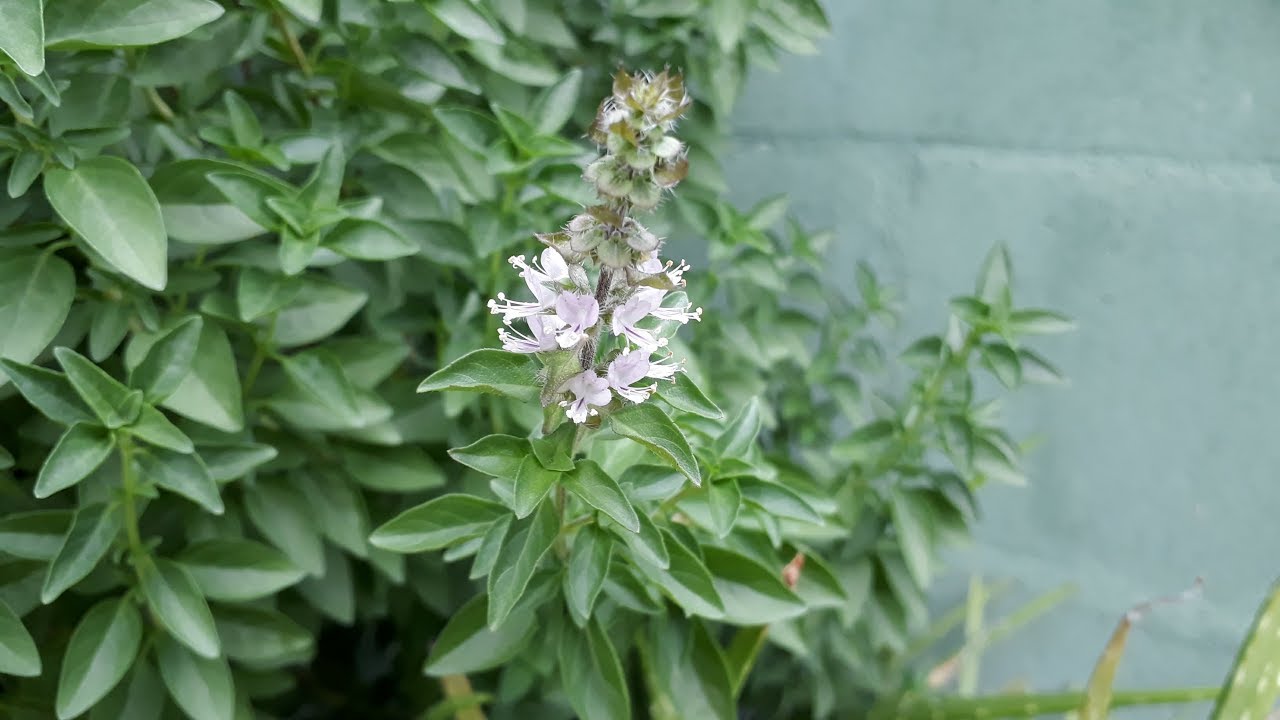 MANJERICÃO NA ESPIRITUALIDADE