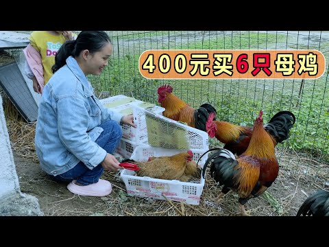 , title : '花400元买了6只母鸡，5只公鸡终于有伴了，很兴奋'