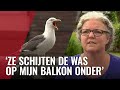 Meeuwen zorgen voor grote overlast in de stad