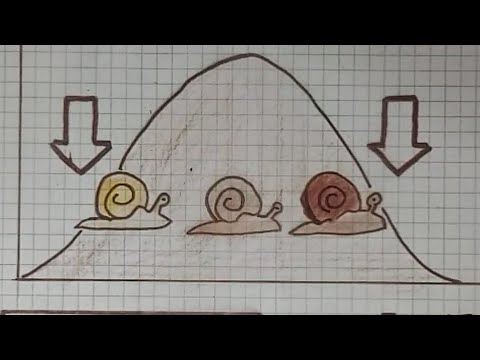 Stabilisierende Selektion: Der scheinbare Stillstand | lessonsathome