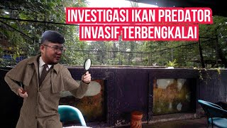 MENEGANGKAN‼️PENELUSURAN IKAN PREDATOR MONSTER INVASIF TERBENGKALAI DAN TERSELEBUNG
