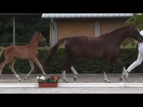 Hengstfohlen von Morricone - Quaterback 2016