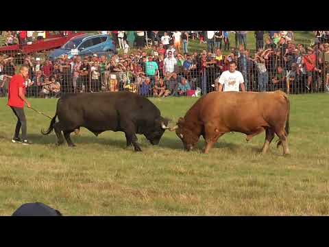 ČEVLJANOVIĆI: GAREŠA VS ZLATONJA ZA ŠAMPIONA BIH SREDNJE KATEGORIJE