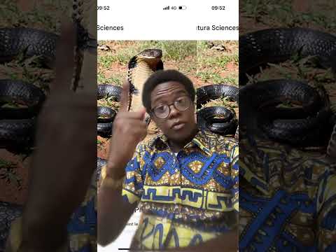 Si tu rêves du serpent, écoute.