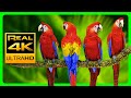 Vibrant Macaw Parrots In 4K Relaxing Forest Ambience