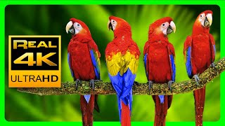 Colorful Macaw Parrots - Stunning Birds 