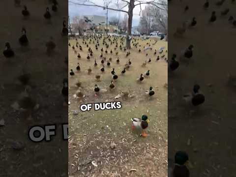 Army of ducks thinks she's their mom #shorts