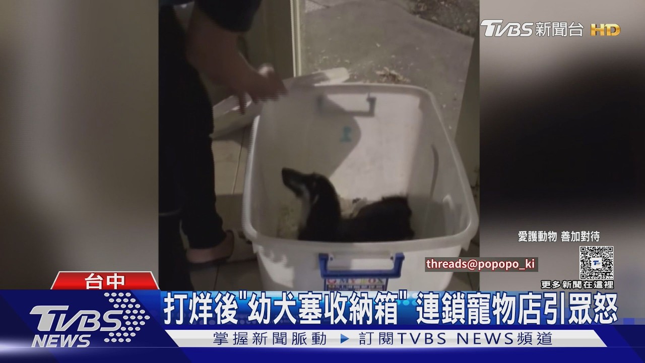 臘腸幼犬要價1.7萬卻「關收納箱過夜」！熱心民眾怒蒐證檢舉