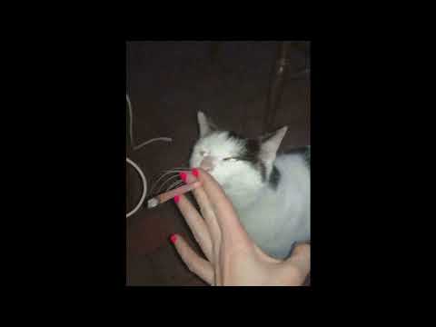 ThxSoMch x Eyedress x Post Punk x Type Beat - Always