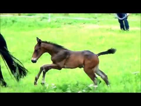 "Lord Vivaldi" (Le Vivaldi x Donnerschwee) born 19.06.2016