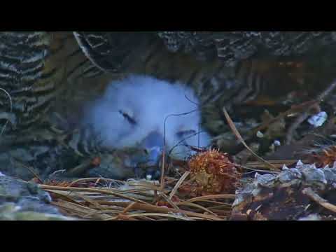 Savannah Owl Cam Zooms In On Sleepy Owlet – Feb. 25, 2022