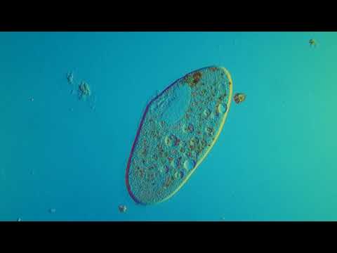 инфузория frontonia