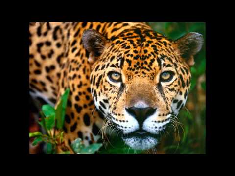 Maskio & Sebastien Leger - Jaguar (Freaker Booty Mix)