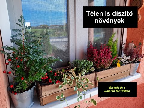 Télen is díszítő növények