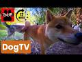 DOG TV 12 Hours 🐕 Videos for Dogs Home Alone | Calm, Relaxing & Entertaining