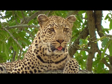 SOUTH AFRICA leopard and hyenas, Kruger n.p. (19 April 2019)