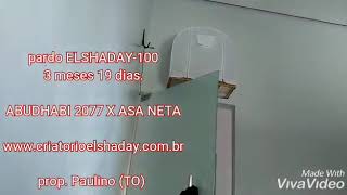 ELSHADAY- 100 (3 meses)