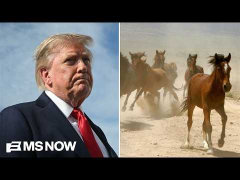 The SLAUGHTER of protected wild horses? Under Trump, a symbol of the American West is under threat