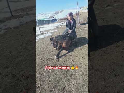 Жеңгелеріміз аман болсын🤲 #бөлісу #ұсыну #тарату#rekomendasi #repost#rek