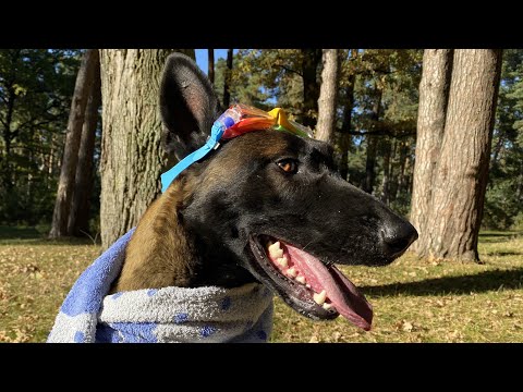 Do not walk with Malinois! Until you watch this video, Belgian Shepherd's first free walk