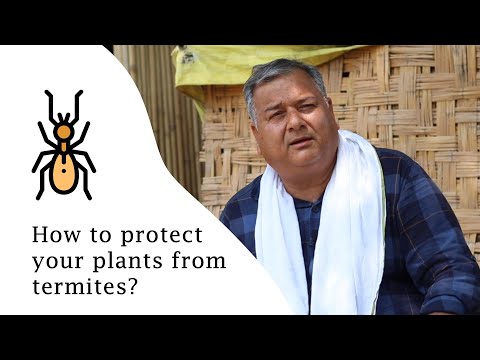 How to protect your plants from termites?