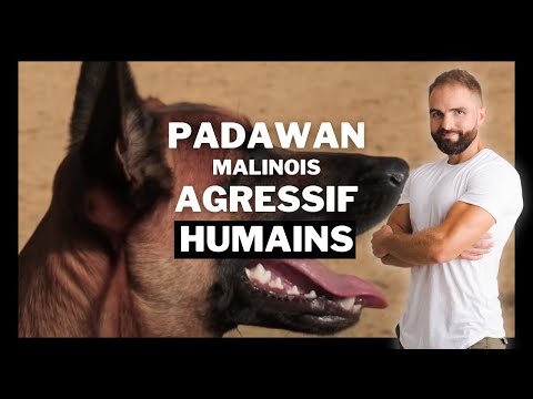 Malinois agressif humain : Chien incompris EP 4