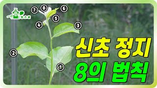 8의 법칙을 꼭 기억하고 실행하세요!! ㅣ 나무 평생을 좌우하는 분지각ㅣ2차 신초 정지 ㅣ 감나무 수형잡는 …