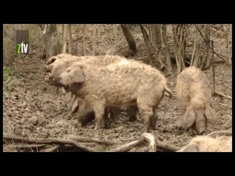 Mangulice u Knjazevcu