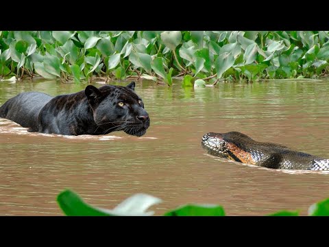 Black jaguar kills an anaconda without mercy in the Amazon rainforest