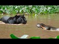 Black Jaguar Kills An Anaconda Without Mercy In The Amazon Rainforest