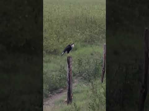 Aguila en Zambrano Bolívar