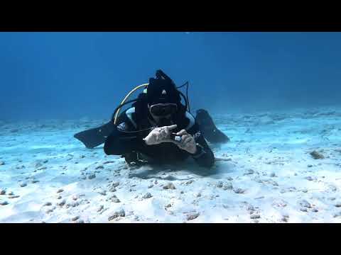 IDC Skills - Skill no. 12. Fin Pivot