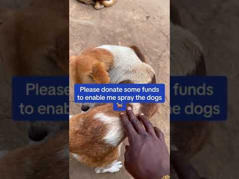 WE NEED YOUR SUPPORT DOG LOVERS #viraldog #doglovers #dogslife #viralvideo #dog #viralyoutube