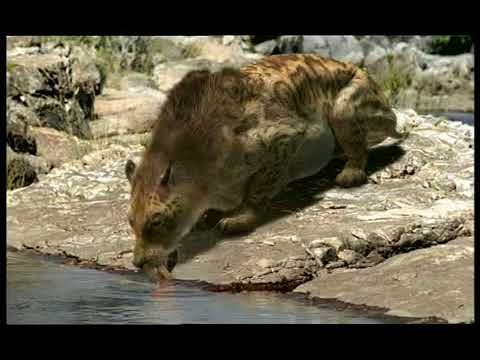 Walking with Beasts Se1 - Ep05 Sabre Tooth - Part 13