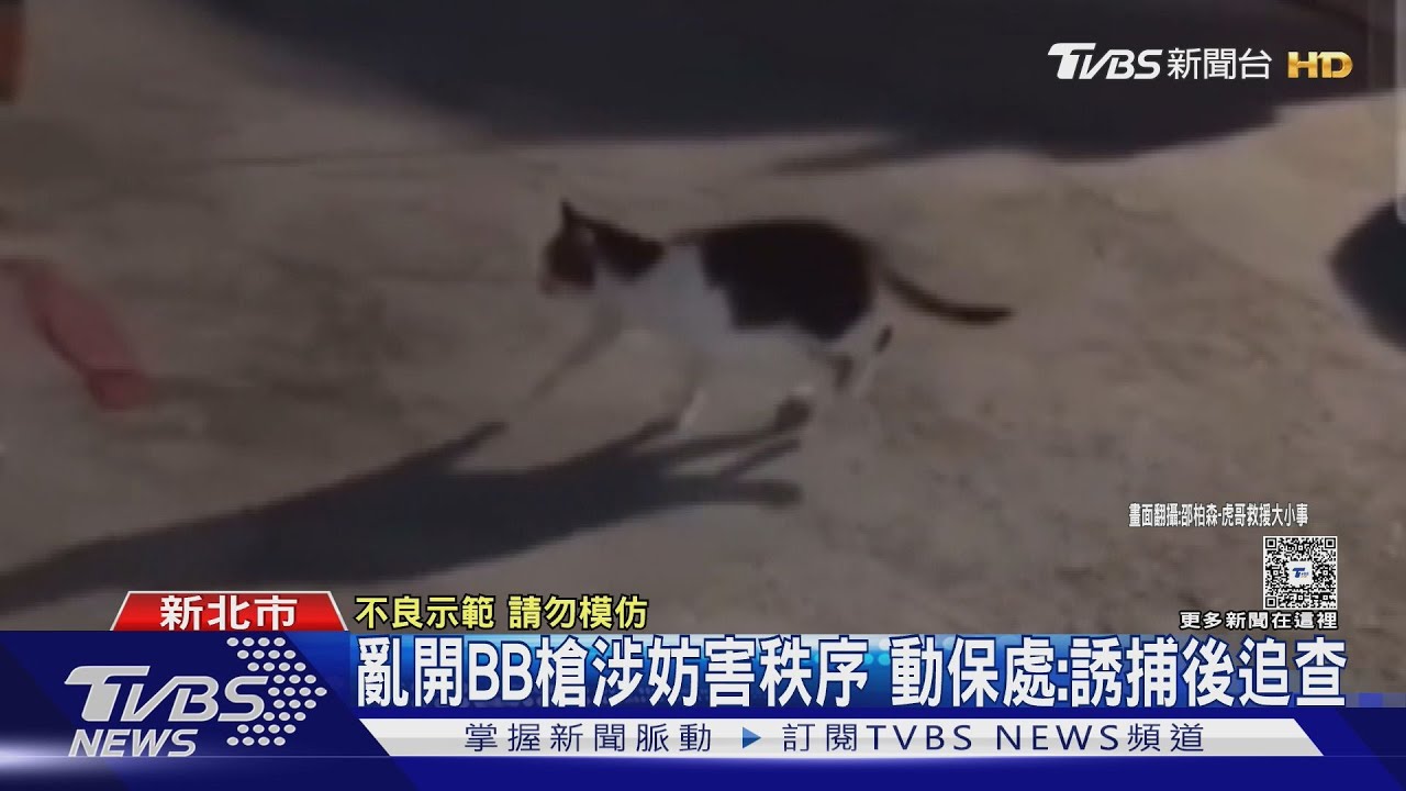 夜傳可疑槍響險遭擊 愛媽撿子彈控虐貓