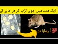 Ghar sy chuhe bhagany ka asan tarika | how to get rid rat from house | easy home tips and tricks
