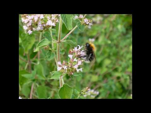 Naruto Shippuuden Ost 2 - (17) Guren