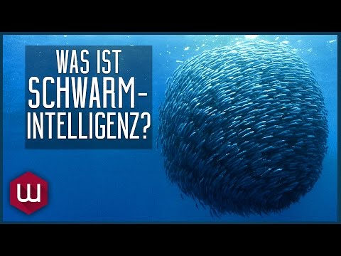 What is swarm intelligence?